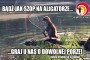 racoon-aligator-HLV_ZG